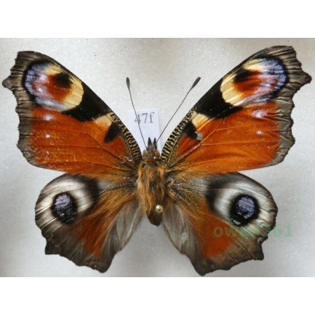 Aglais io (Linnaeus, 1758) Rusałka pawik Czech47f